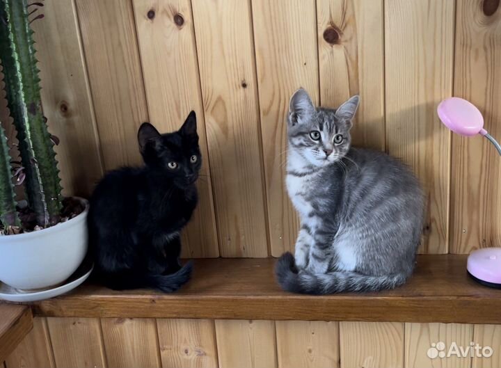 Котята
