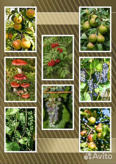 Ягоды фотографии