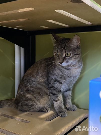 Малышка Изи