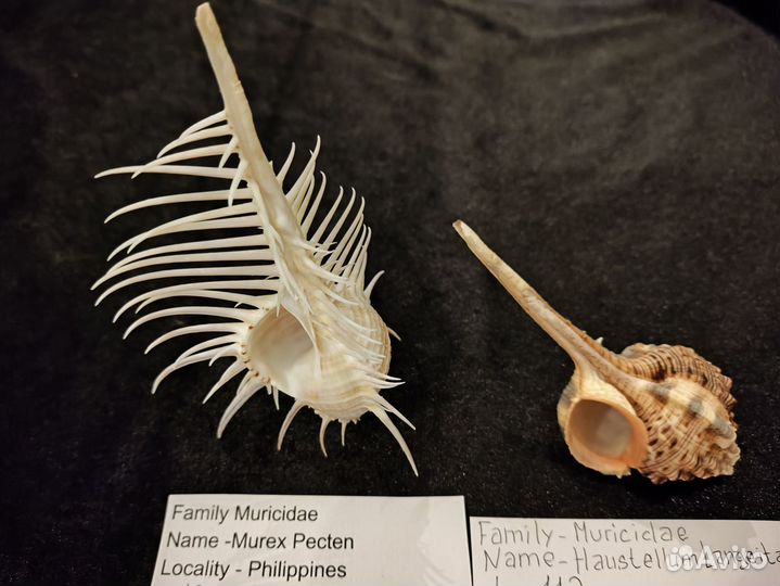 Морская раковина