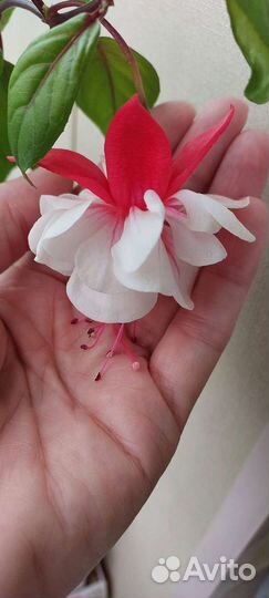 Фуксии сортовые