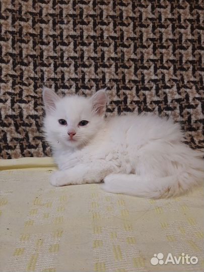 Котята отдам в добрые руки бесплатно