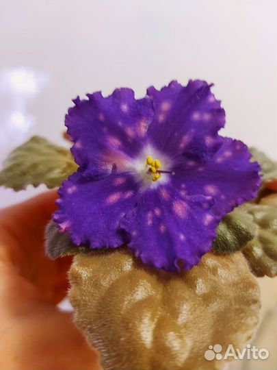 Фиалка сортовая