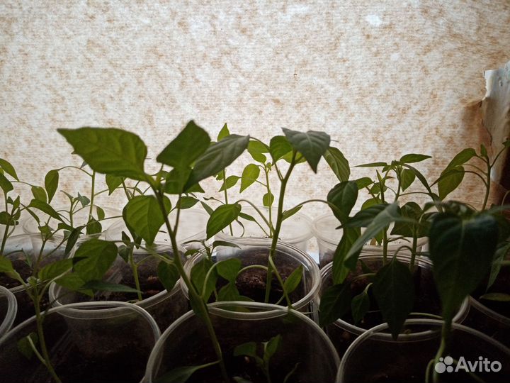 Рассада острого перчика