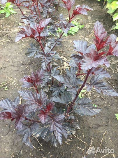 Пузыреплодники для живой изгороди