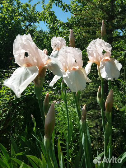 Ирисы бородатые, сибирские, злаковый