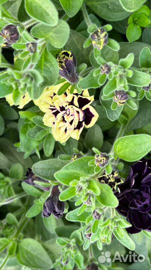 Петуния ампельная