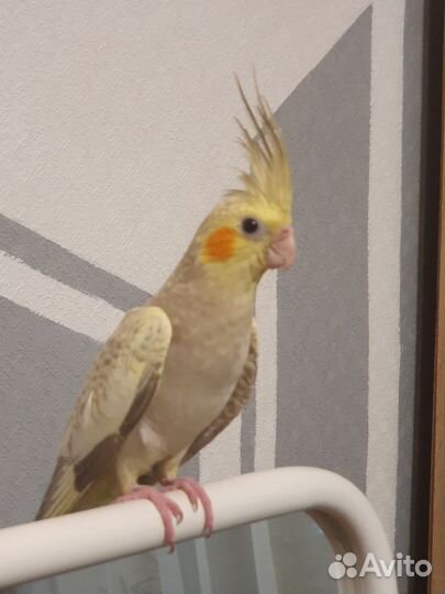 Птенцы кореллы