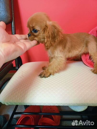 Кавалеры королевских кровей