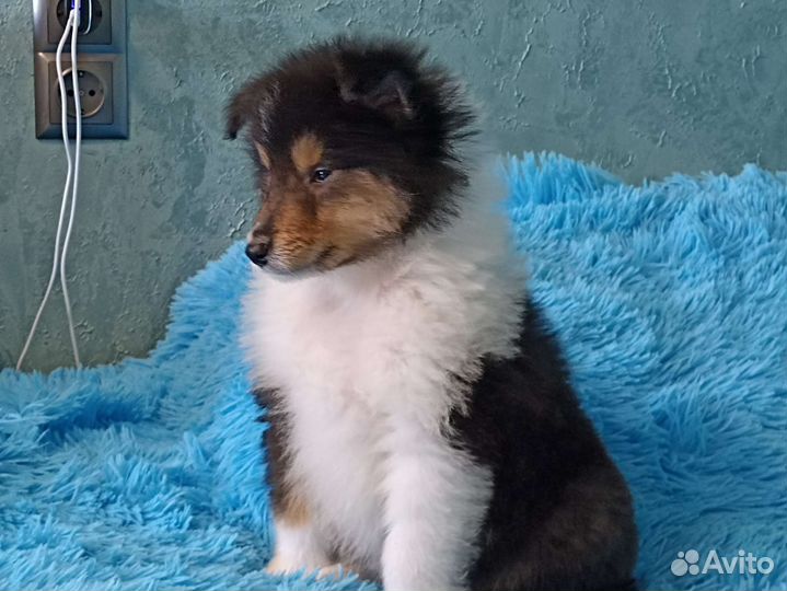 Щенки колли