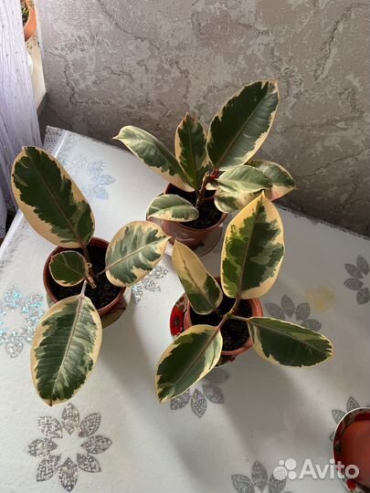 Фикус эластика тинеке