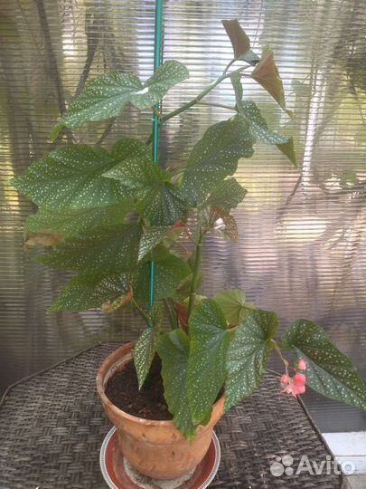 Бегония королевская