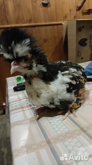 Цыплята падуаны