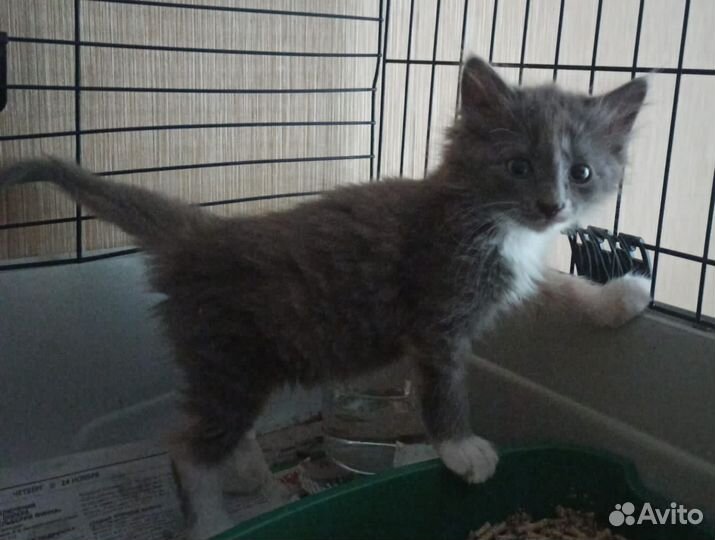 Котята девочки в добрые руки