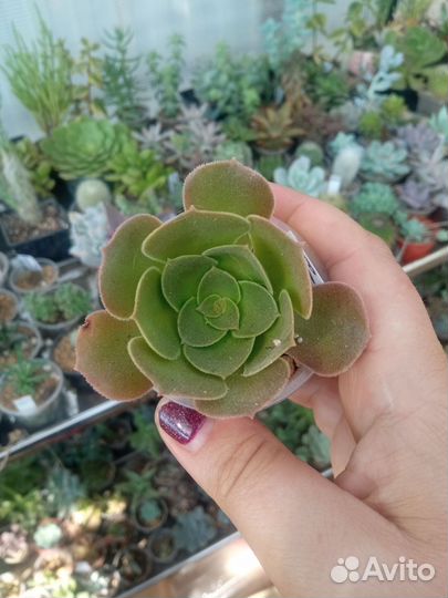 Эониум, аихризон суккуленты