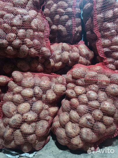 Картофель домашний морковь