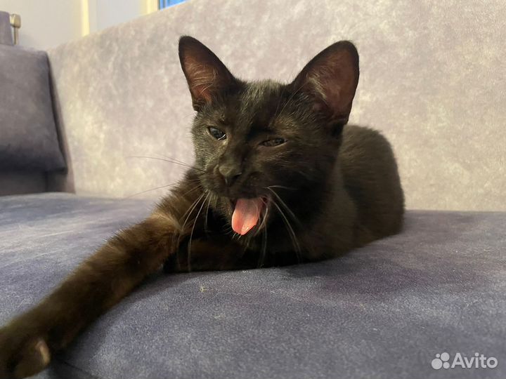 Котенок Петер возраст 4 мес ищет хозяина