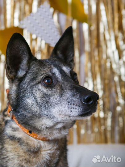 Собака пёс из приюта