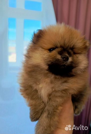 Померанский шпиц мини щенок
