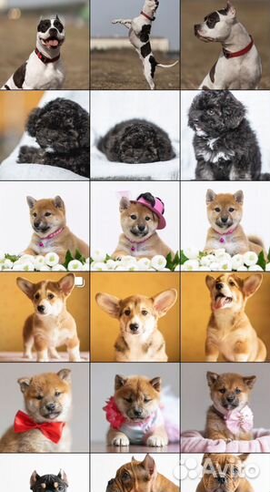 Фотограф-анималист