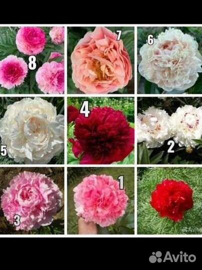 Пионы опт россия