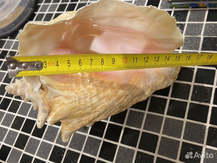 Ракушка морская