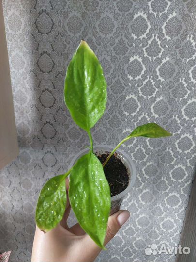 Спатифиллумы