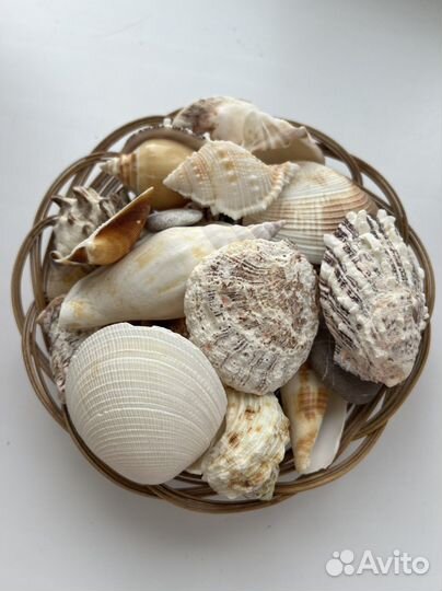 Ракушка декор