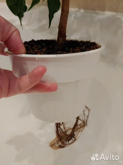 Фикус Голден Моник (взрослое растение)