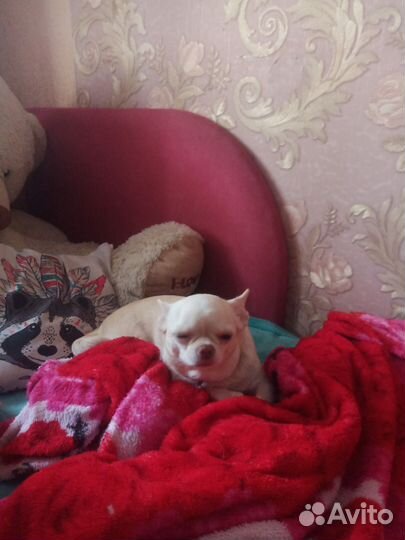 Вязка чихуахуа девочка