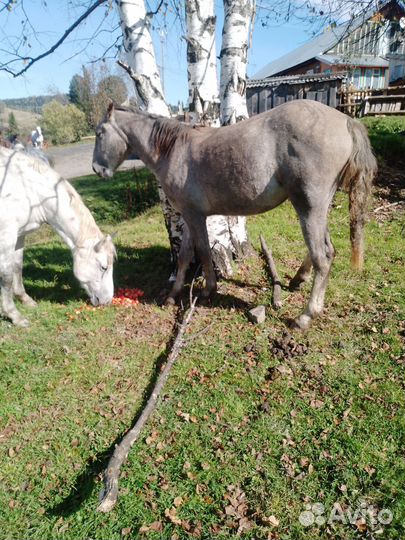 Прдам молодую лошадь