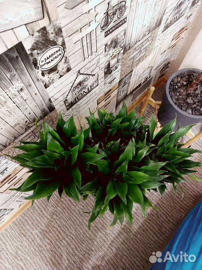 Драцена/ сансевиерия