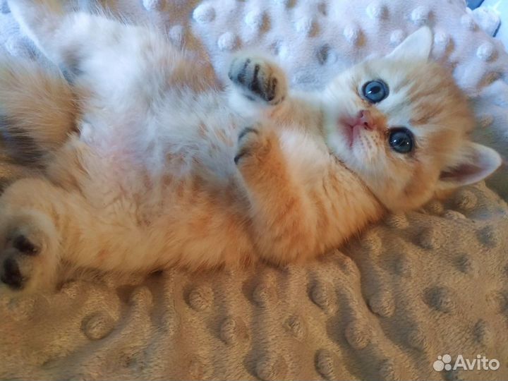 Котята золотая шиншилла