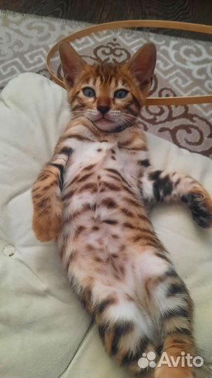 Бенгальский кот