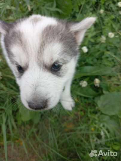 Щенки хаски