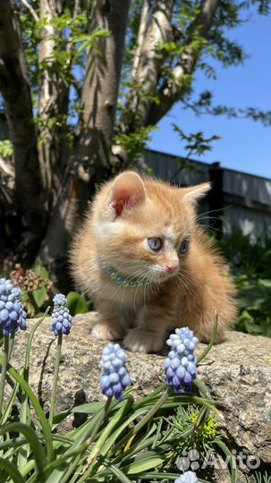 Шотландские вислоухие котята