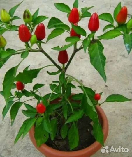 Перец комнатный острый