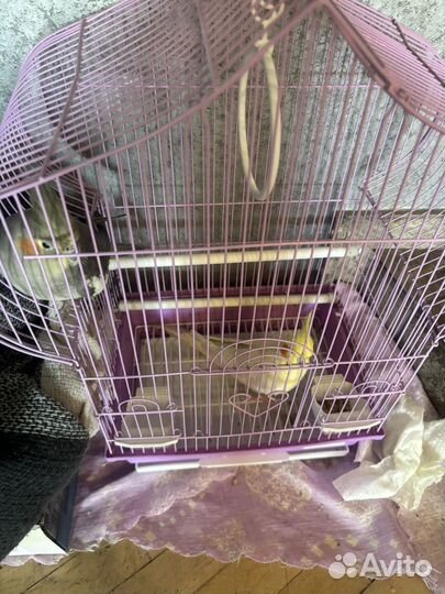 Волнистый попугай