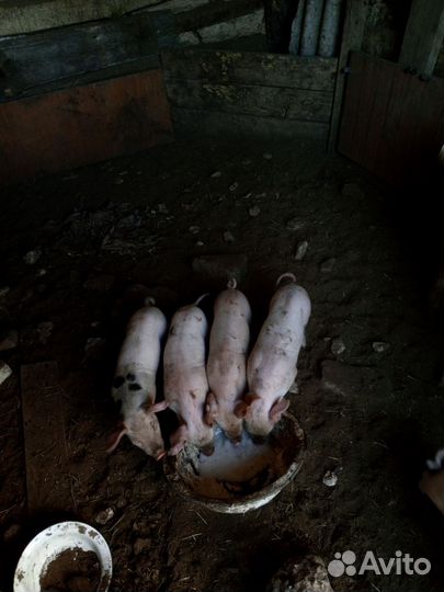 Поросята
