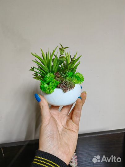 Суккуленты. Растения в кашпо. Декор. Подарок, от