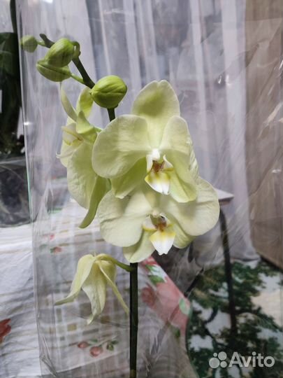 Орхидея фаленопсис