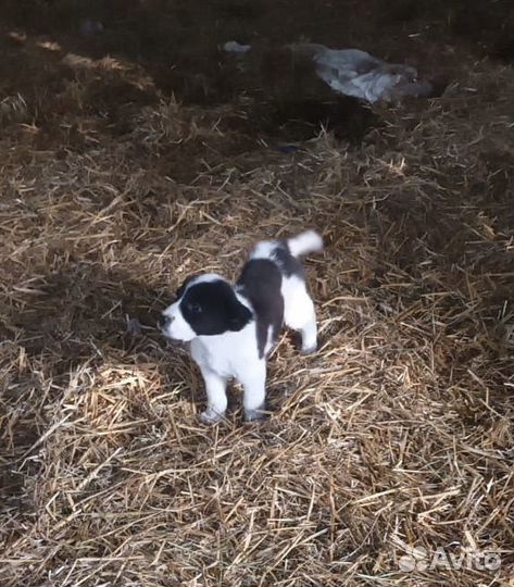 Среднеазиатская овчарка алабай