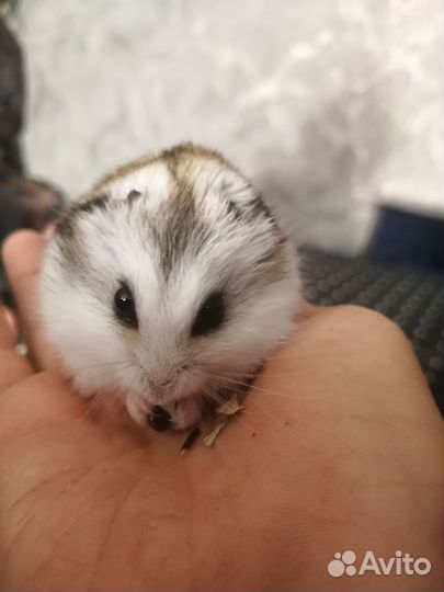 Хомячок с клеткой