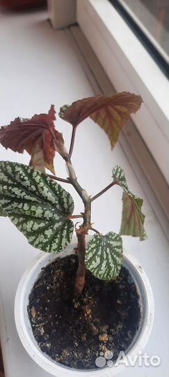 Бегония декоративно лиственная