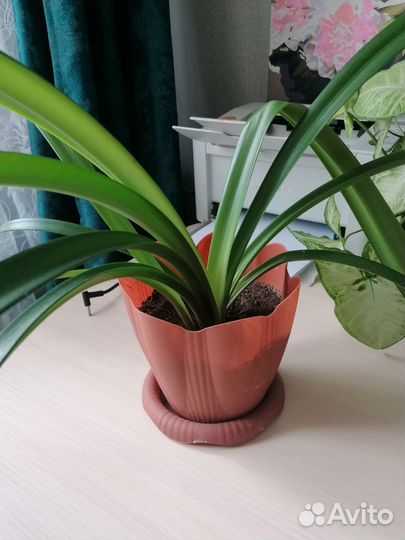 Гиппеаструм