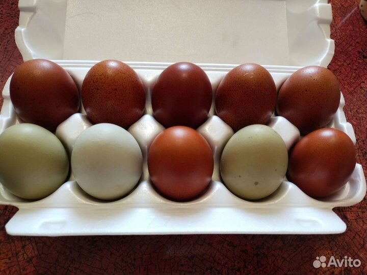 Инкубационное яйцо