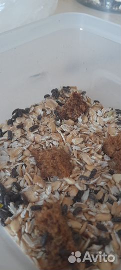 Жук знахарь