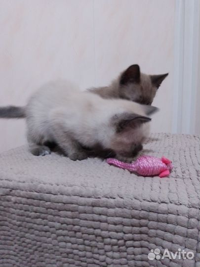 Сиамский котенок