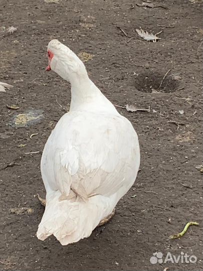 Индоселезни