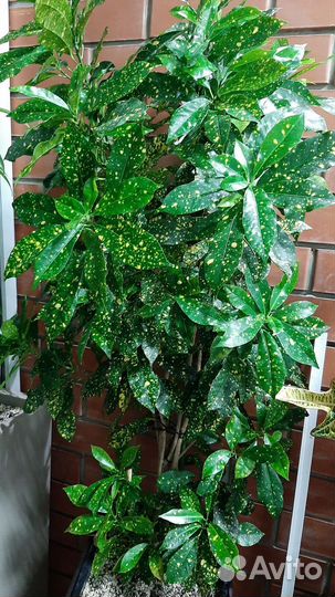 Кротон Голд Сан